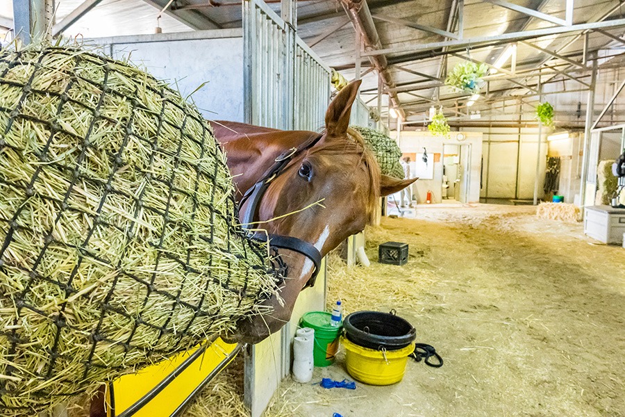 Ep. 4: Hay Now! Why Forage is the Foundation of the Equine Diet