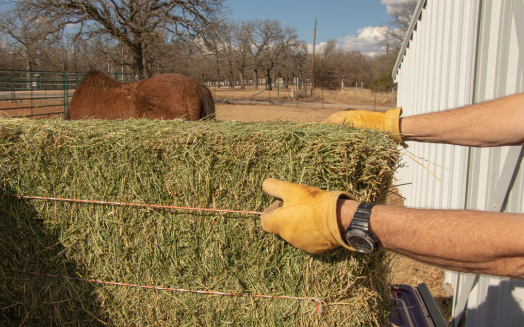 Ep. 1: Hot or Not? The Truth About Feeding Horses Alfalfa