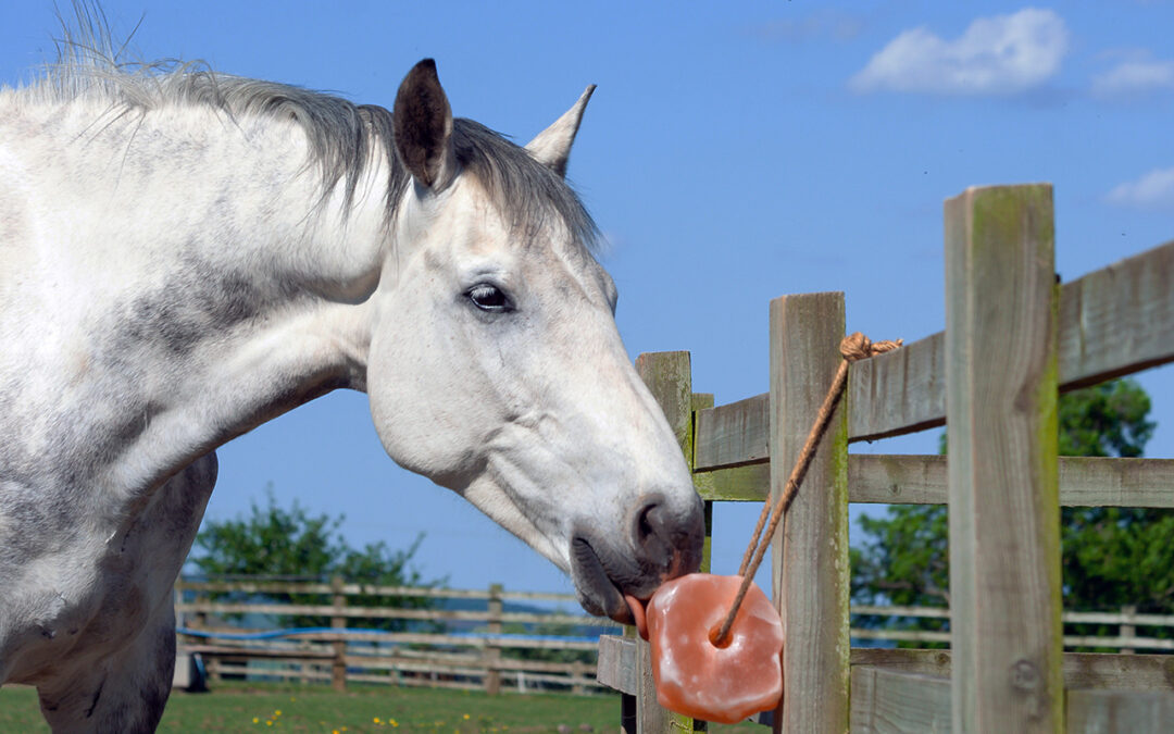 Ep. 6: Electrolytes, Hydration, and Why Your Horse Probably Needs More Salt