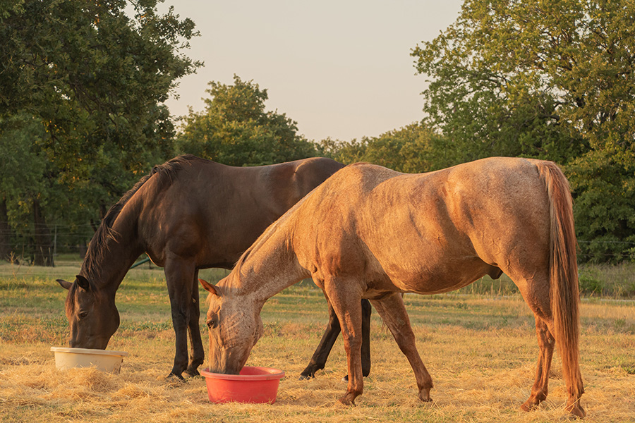 Ep. 7: Horse Supplement Basics