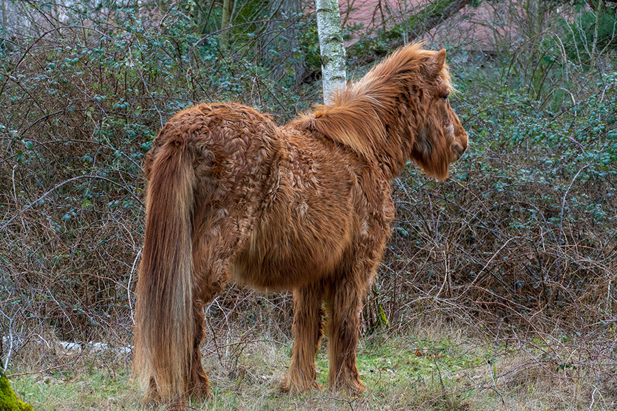 Ep. 8: Why the Long Coat? PPID in Horses