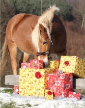 Ep. 11: Our Favorite Things – Gifts for Horse Lovers