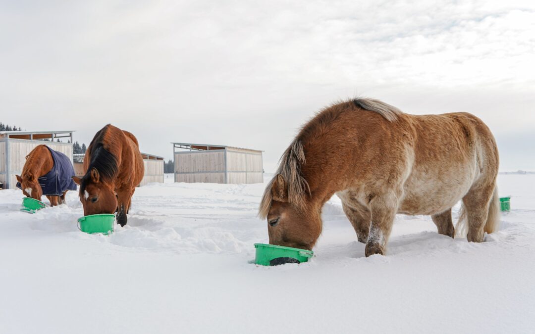 Ep. 13: The Ever-Versatile Equine Ration Balancer