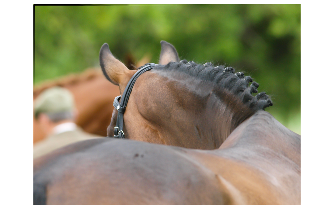 Ep. 17: The Building Blocks of Equine Topline