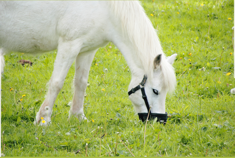 Ep. 18: Risks and Rewards of Spring Pasture