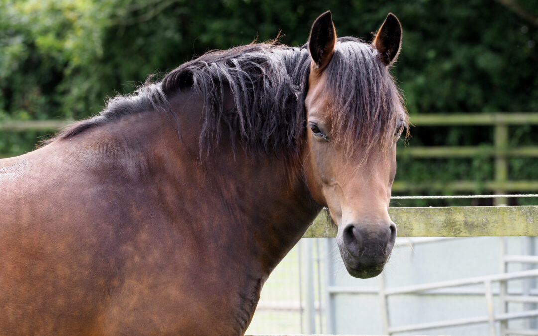 Ep. 21: Understanding Insulin Resistance and Dysregulation in Horses