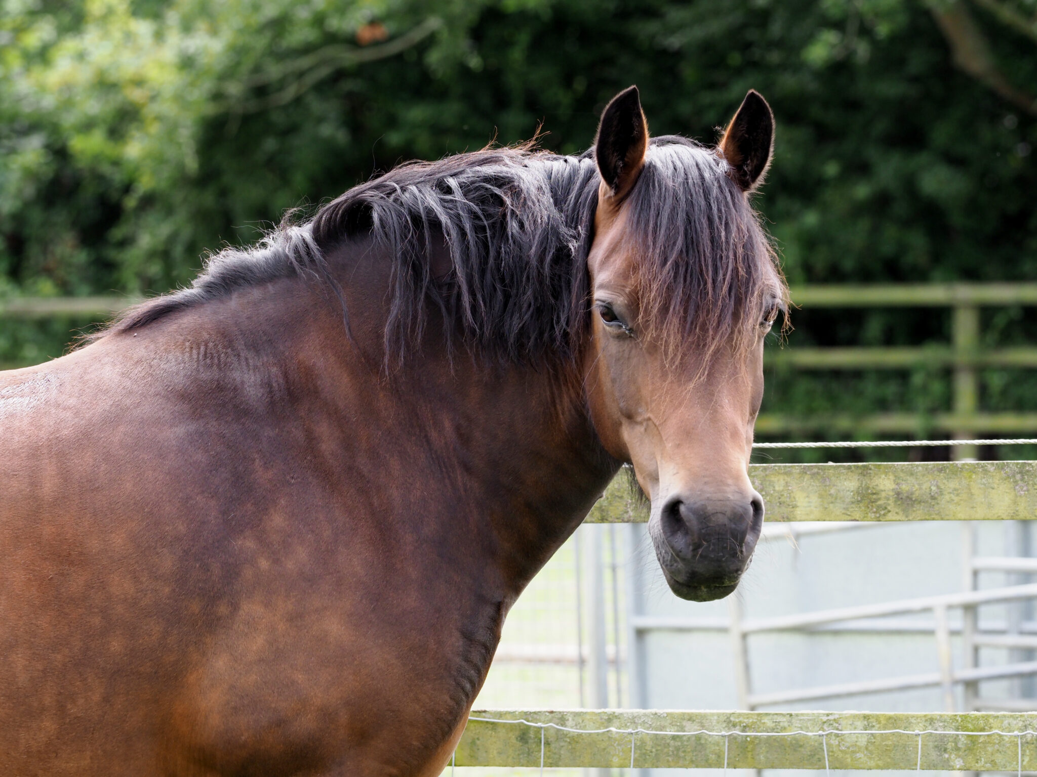 Ep. 21: Understanding Insulin Resistance And Dysregulation In Horses 