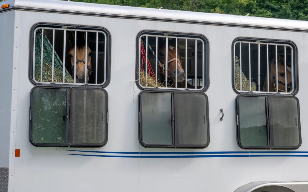 Ep. 20: Managing Horse Show and Travel Stress Through Nutrition