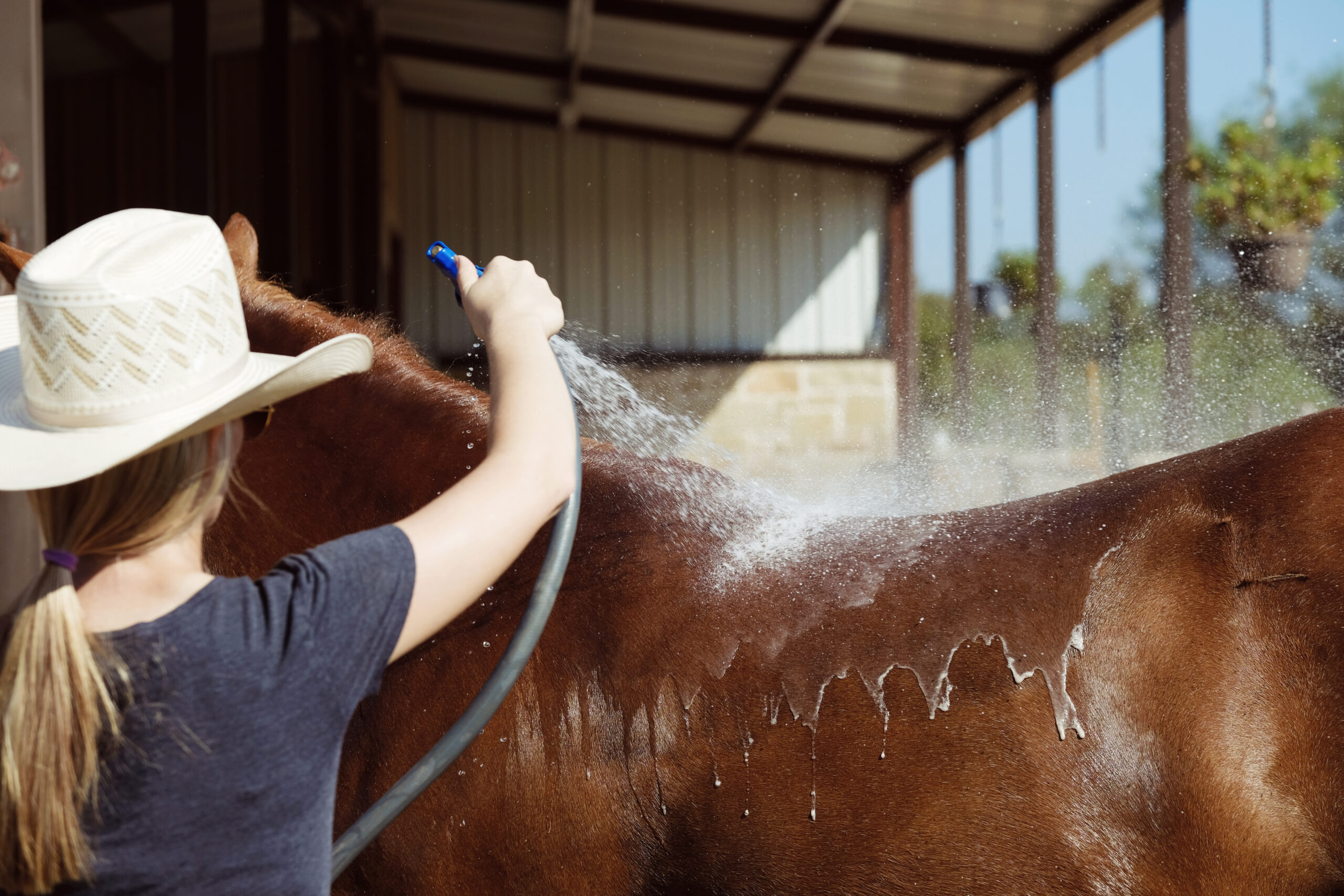 horse-being-hosed-off-hot-day