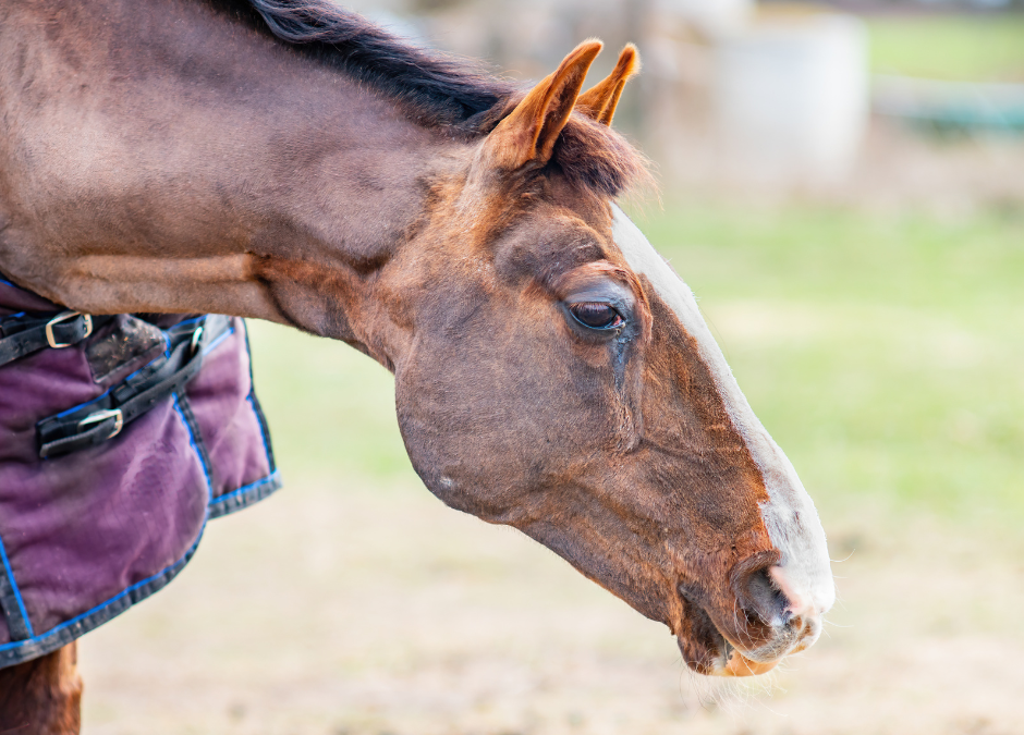 Ep. 32: Senior Horse Nutrition: Tailoring Diets for Aging Equines