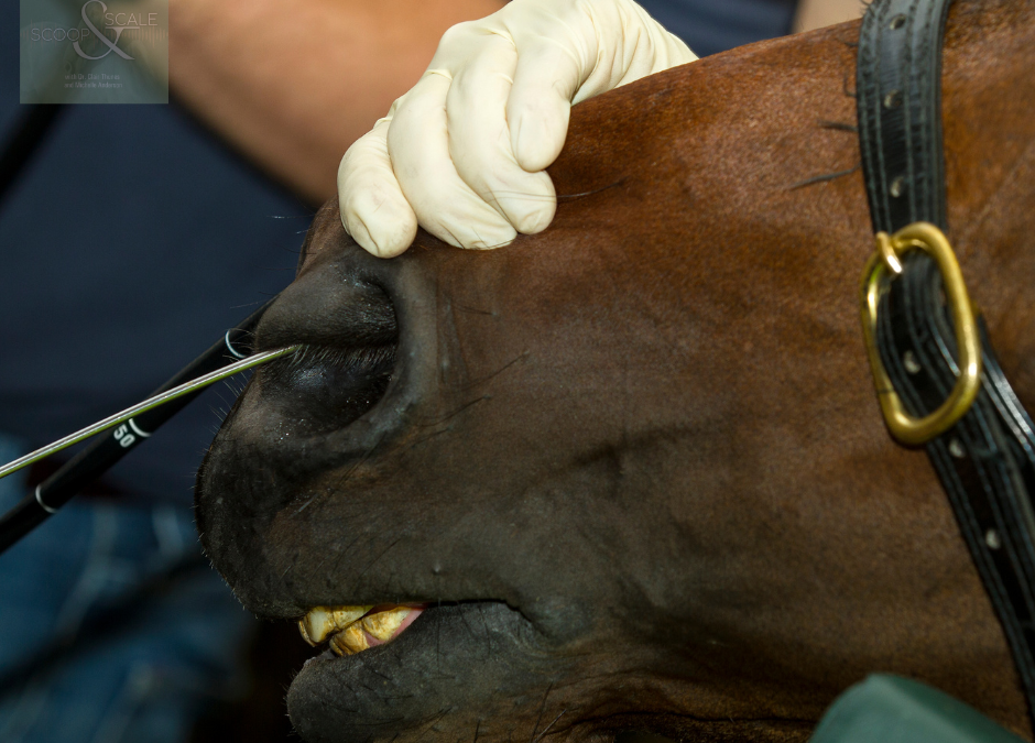 Ep. 34: A Deep Dive into Equine Gastric Ulcers; Part 2 – Management and Prevention