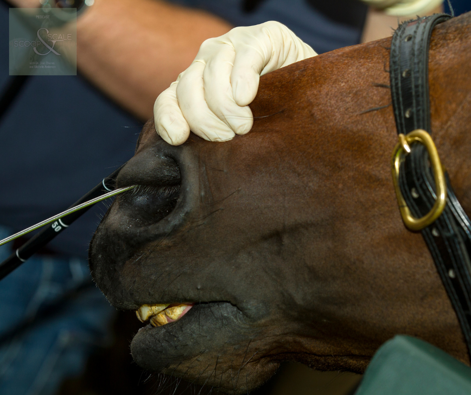 Horse nostril with endoscope tube being applied