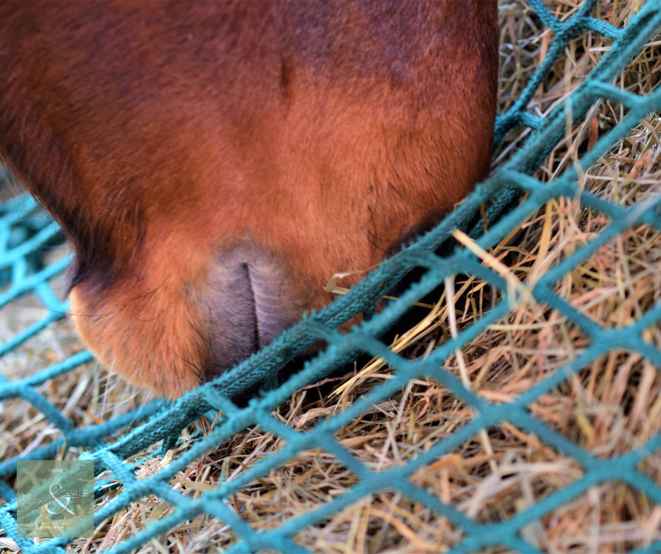 Horse muzzle eating out of hay net