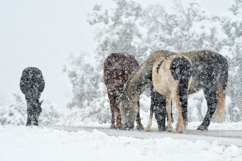 horses standing in snow