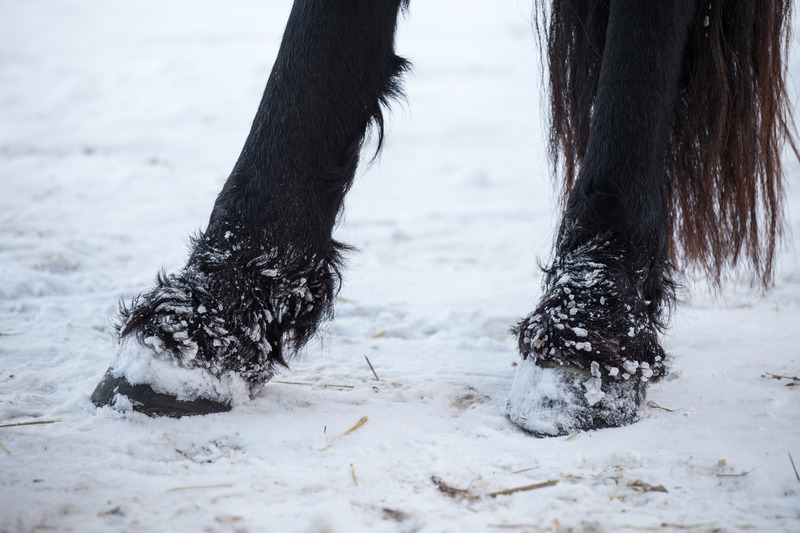 Ep. 41: Hoof Health: Navigating Winter Challenges