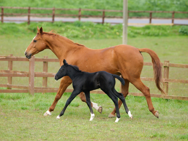 Ep. 42: Feeding for Fertility: The Role of Diet in Horse Breeding Success