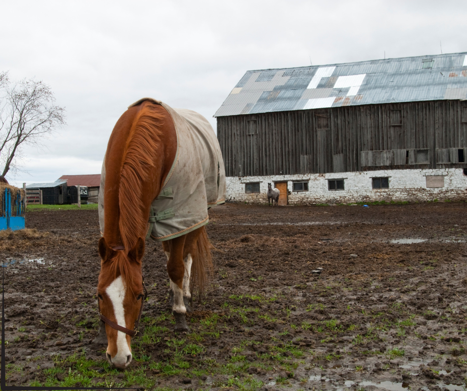 A horse feeding in a muddy wet spring field with a large old barn and under grey rainy skies.