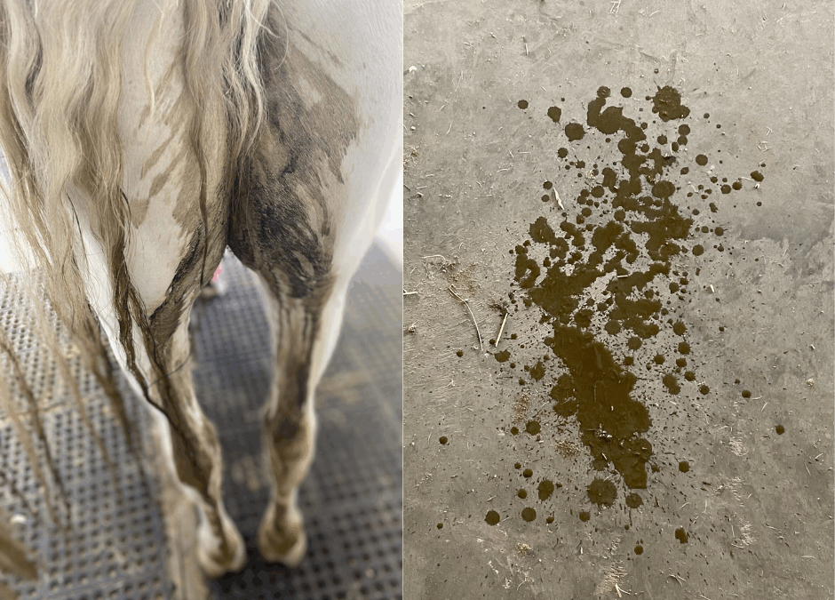 Ep. 49: Beyond Diarrhea: Identifying and Managing Free Fecal Water Syndrome (FFWS) in Horses