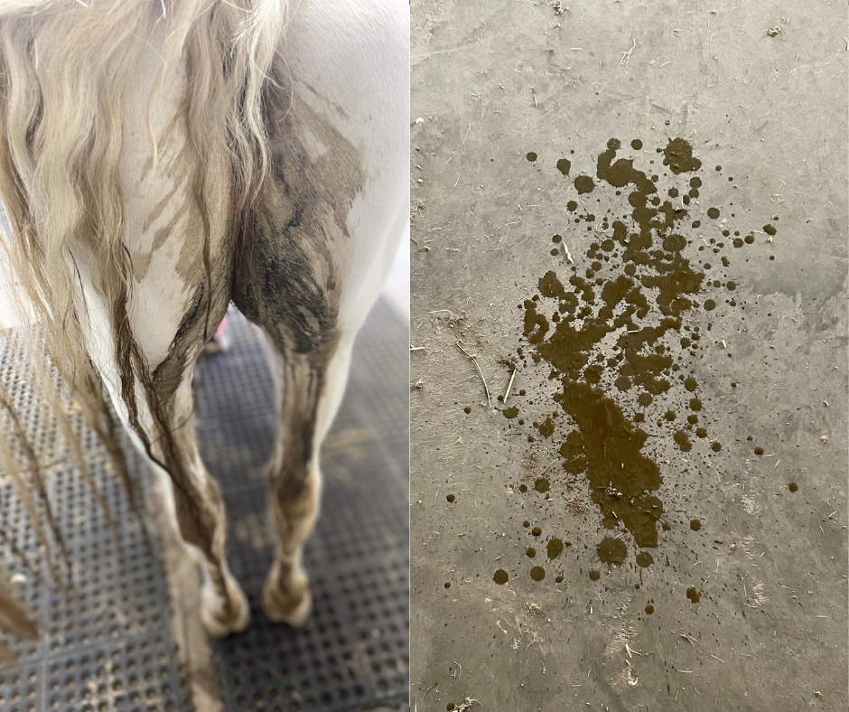 FFWS 526 white horse with diarrhea down back legs and tail