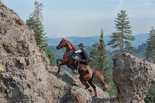 brown arabian horse tevis