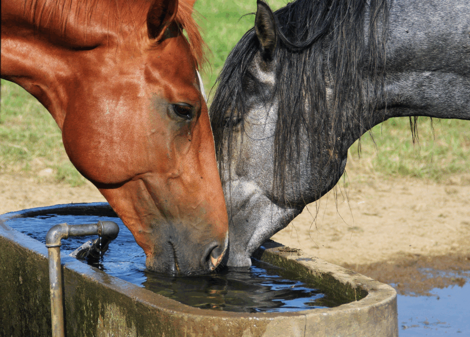 Ep. 52: Summer Heat and Your Horse Part 2: Nutrition and Management