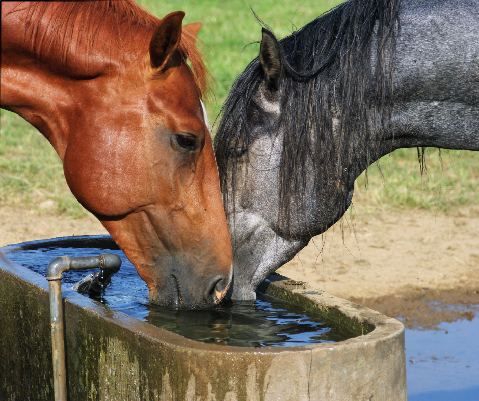 A brown and a grey horse drinking from a water trough