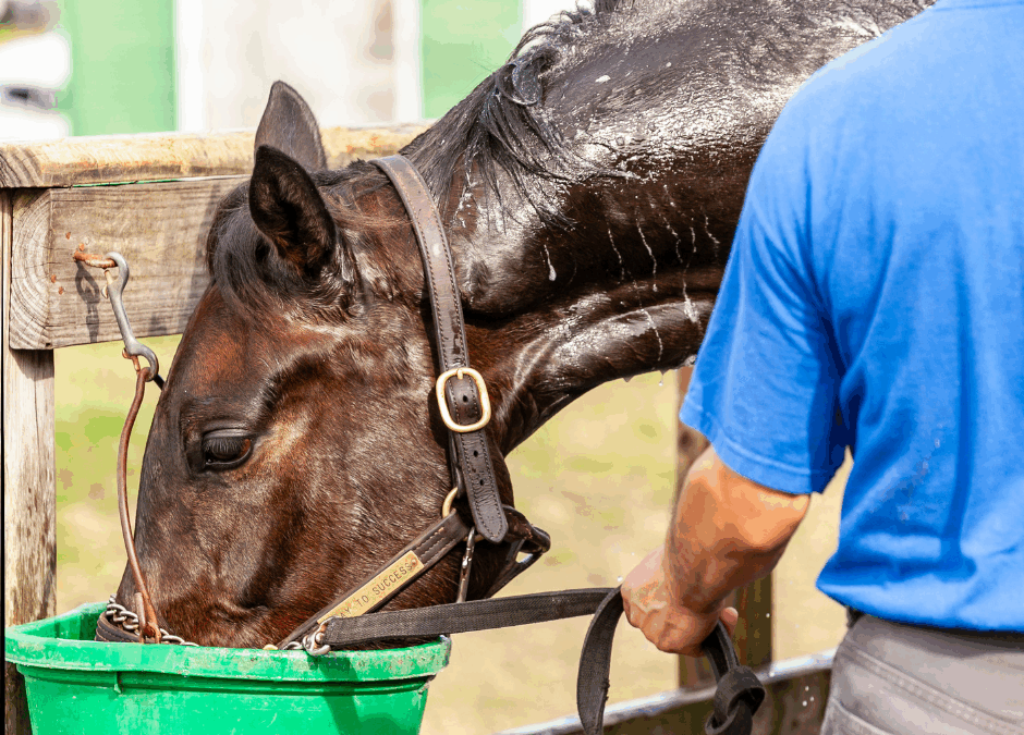 Ep. 51: Summer Heat and Your Horse Part 1: The Science Behind the Stress