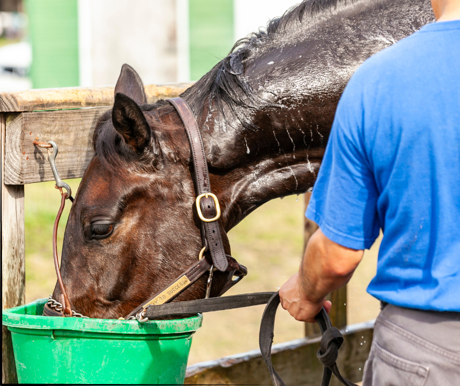 sweating horse drinking water from a bucket