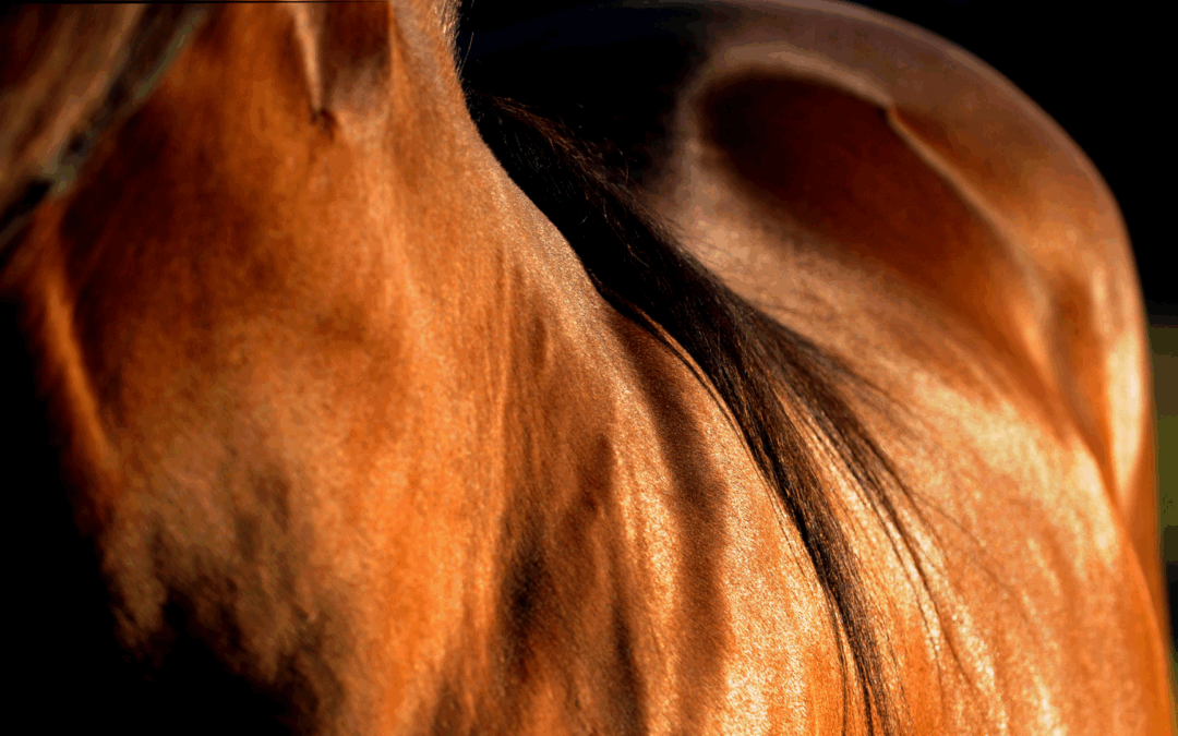 Ep. 50: From Shedding to Shining: Nutrition & Care Tips for Healthy Horse Coats