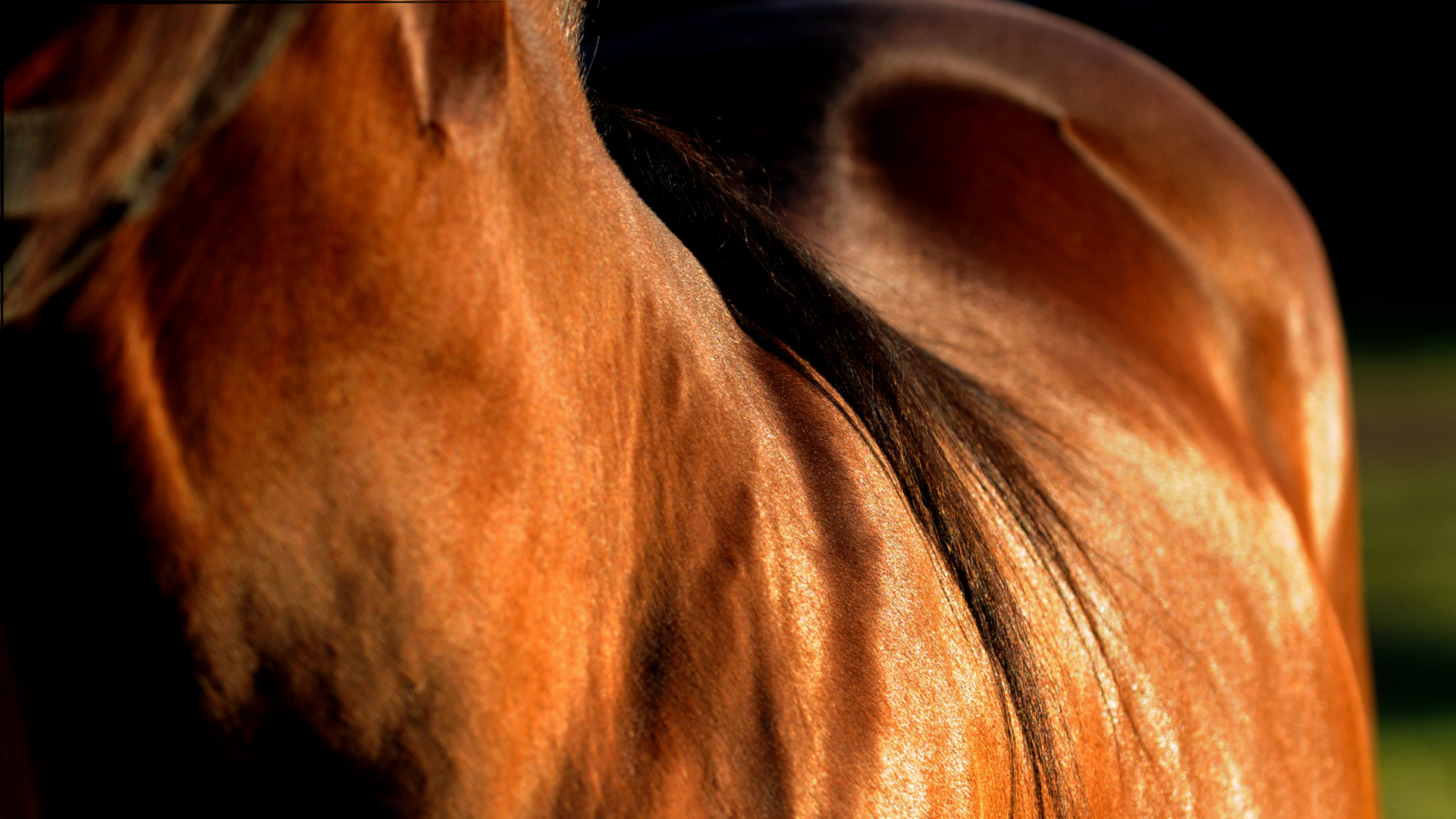 Shiny Bay Horse side of a brown horse glistening in the sun