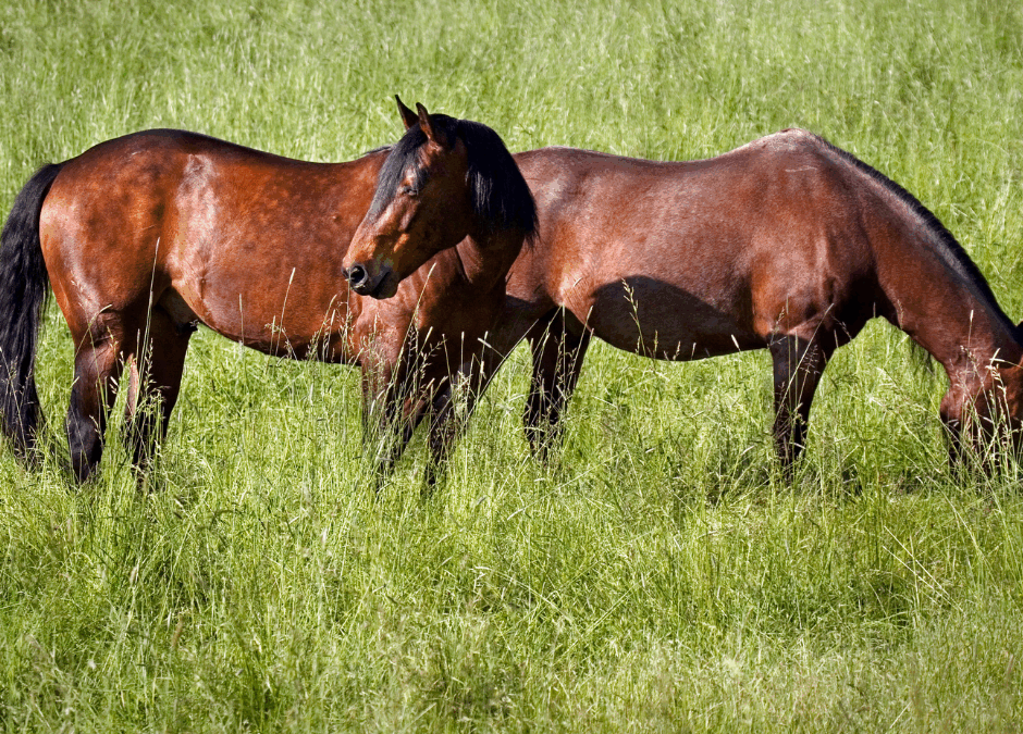 Ep. 53: The Forage Based Diet Trend: What You’re Probably Already Doing Right