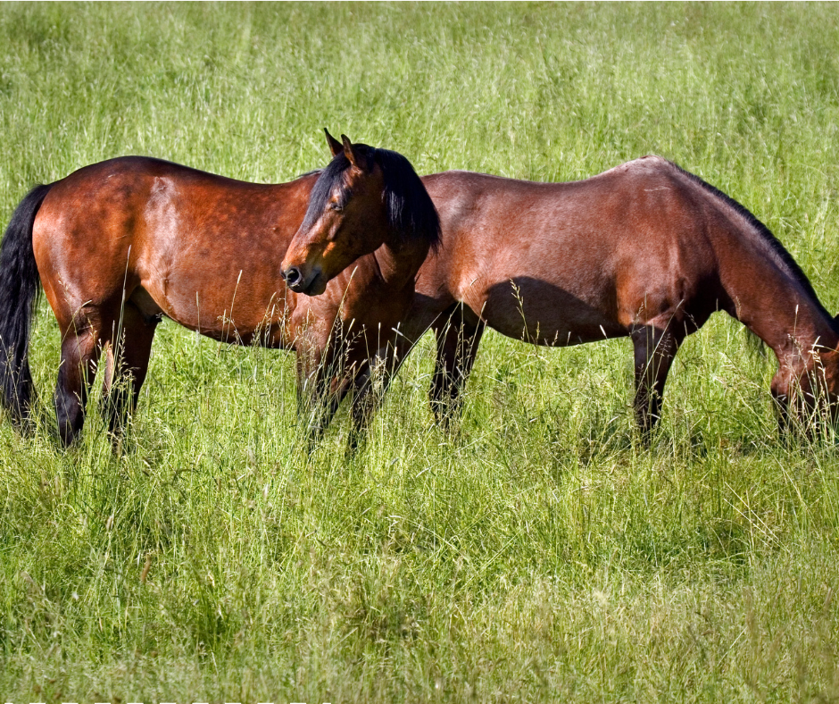 2-horses-grazing-in-long-grass