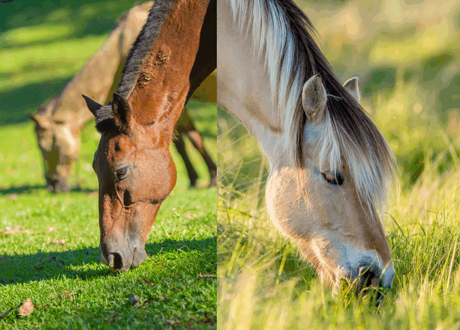 Ep. 54: Understanding Pasture Grass Sugar Levels — The Long and the Short of It with the Equine, PhD