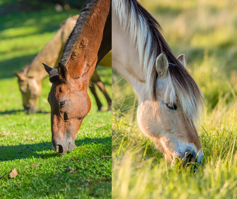 two-horses grazing, one on the left on short grass, one on the right on long grass