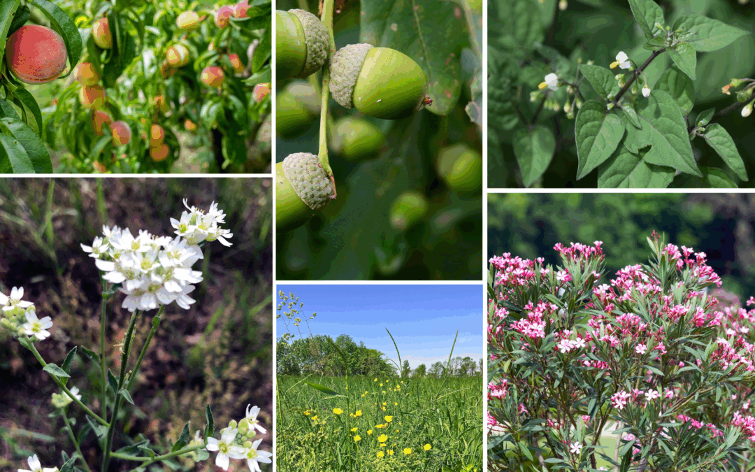 Ep. 58: Poisonous Plants and Horses: How to Spot and Manage Risks