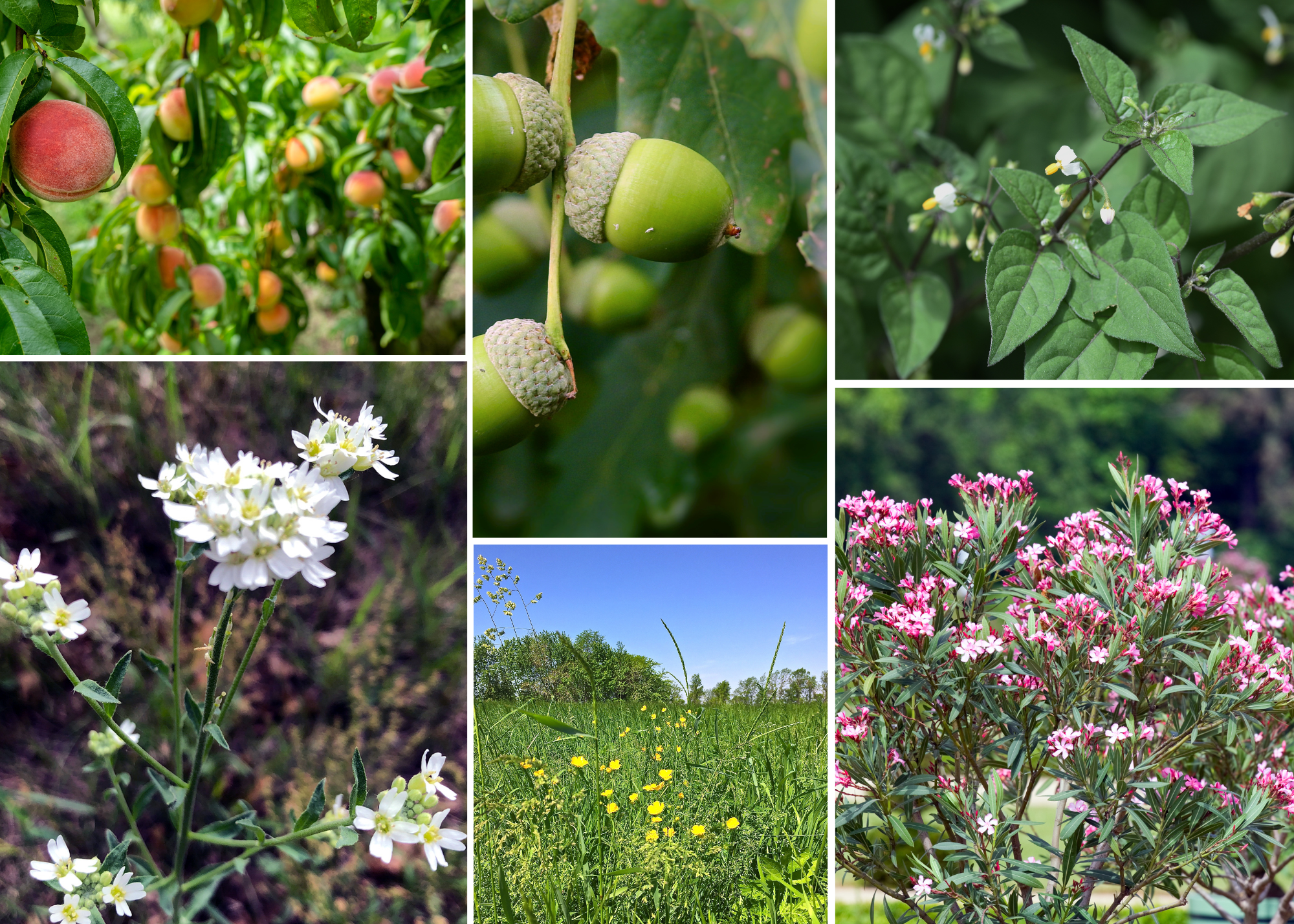 a collage of toxic plants found in North America