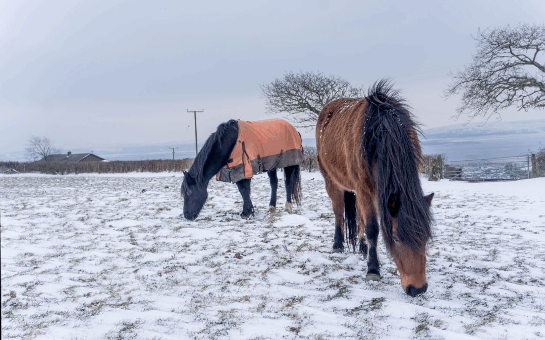 Ep. 61: Winter Horse Blanketing: Should You Do It? What the Science Says