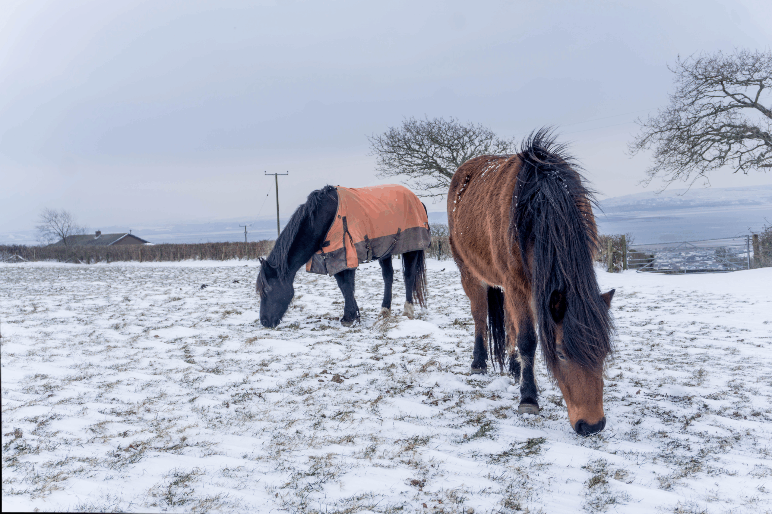 2 horses in snow 1 blanketed