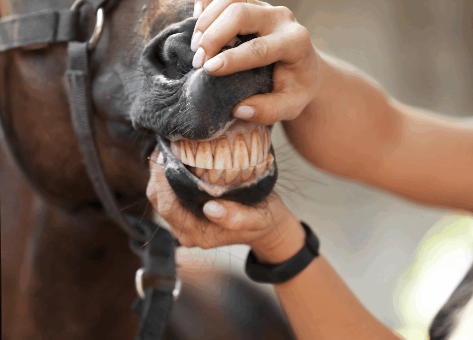 Ep. 60: Chew on This: Equine Teeth, Dentistry & Nutrition (Part 2)