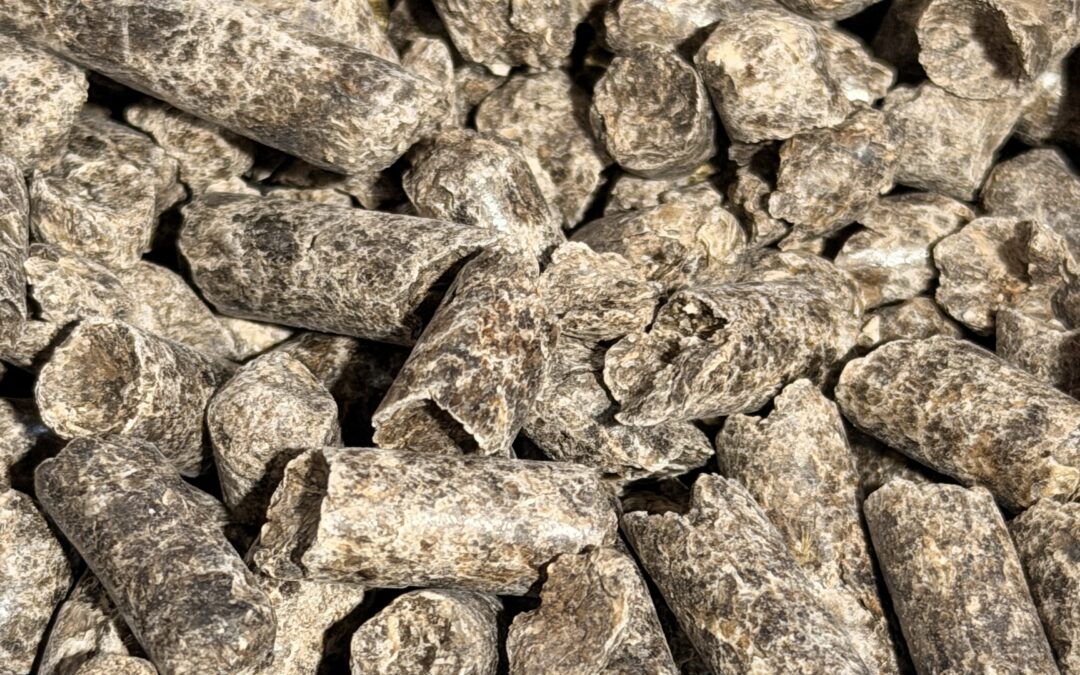 Ep. 62: Rooted in Science: Feeding Beet Pulp to Horses