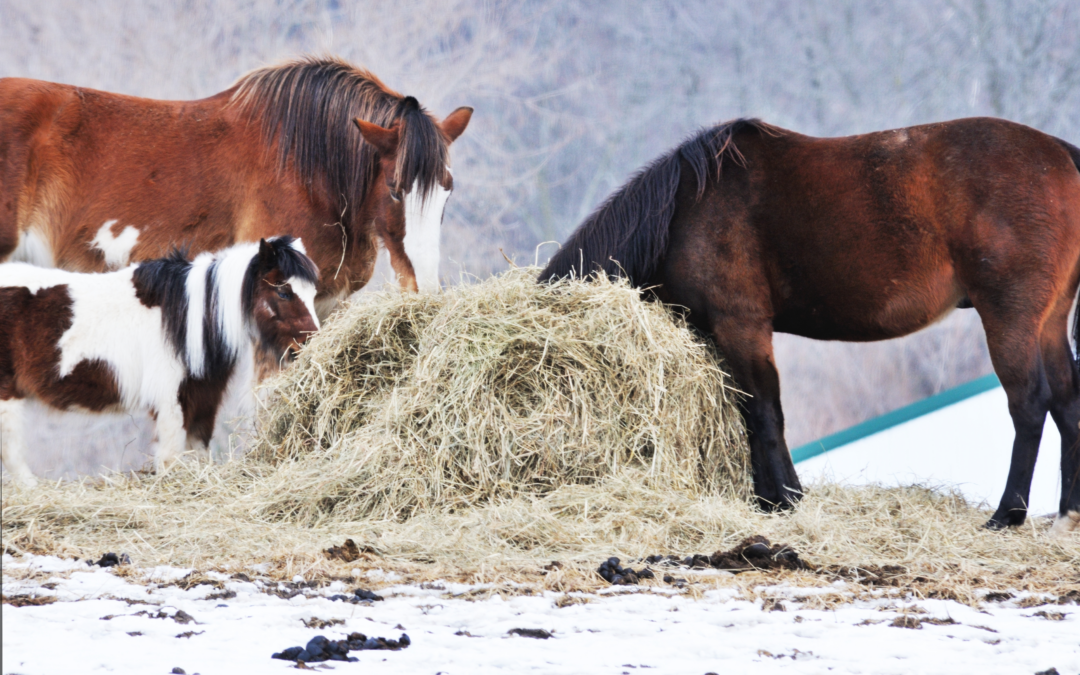 Ep. 65: Stop Wasting Hay and Money: Research-Based Ways to Reduce Hay Waste