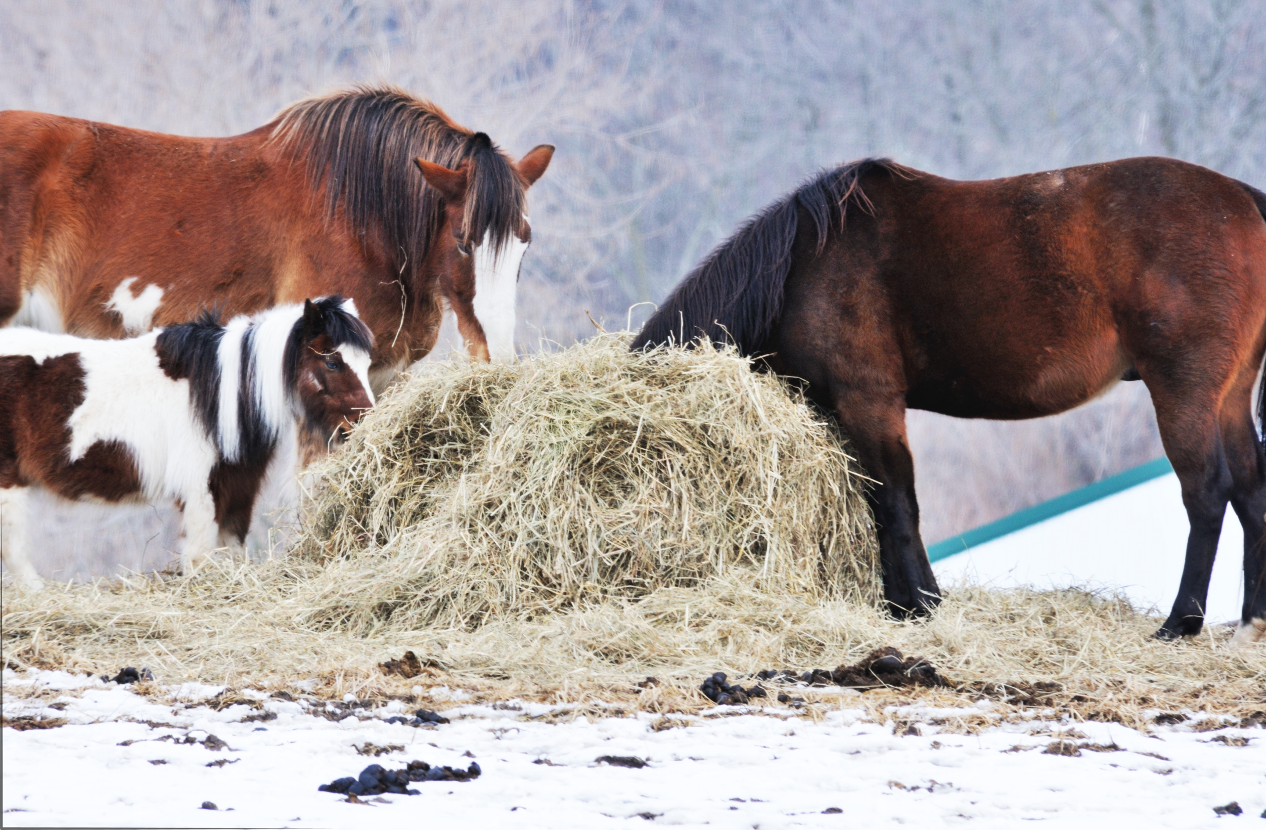 2 horses standing around a bale of hay eating