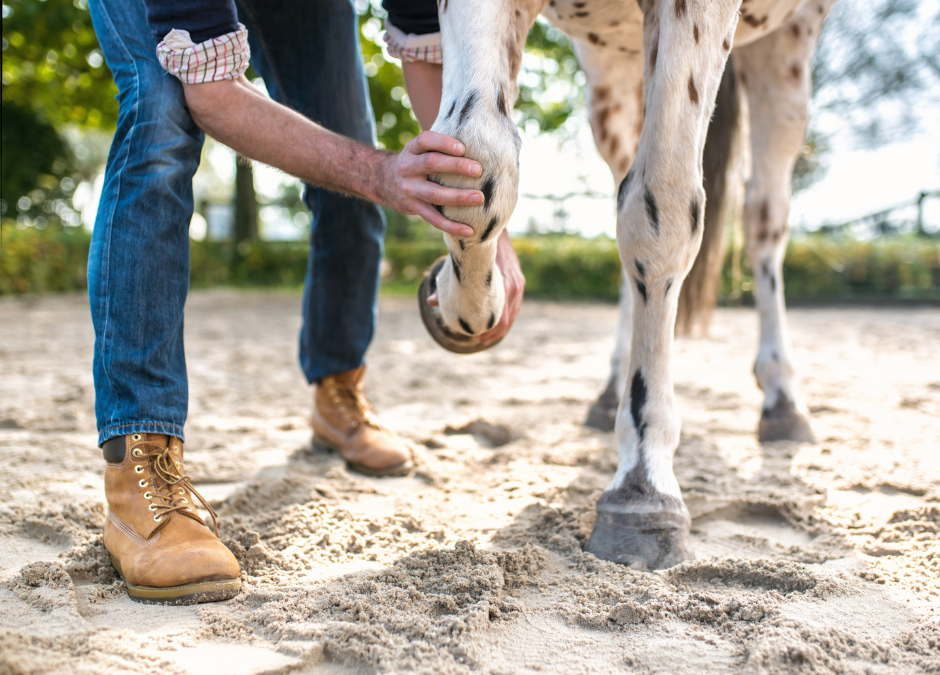 Ep. 66: Joint Supplements for Horses: What Actually Works (and What Doesn’t)