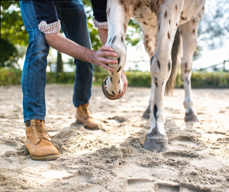 Man holding horses leg and bending it back