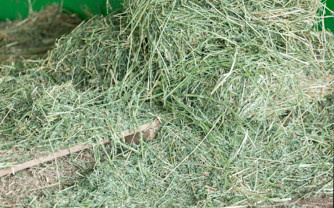 Ep. 68: Alfalfa for Horses: Common Myths Explained