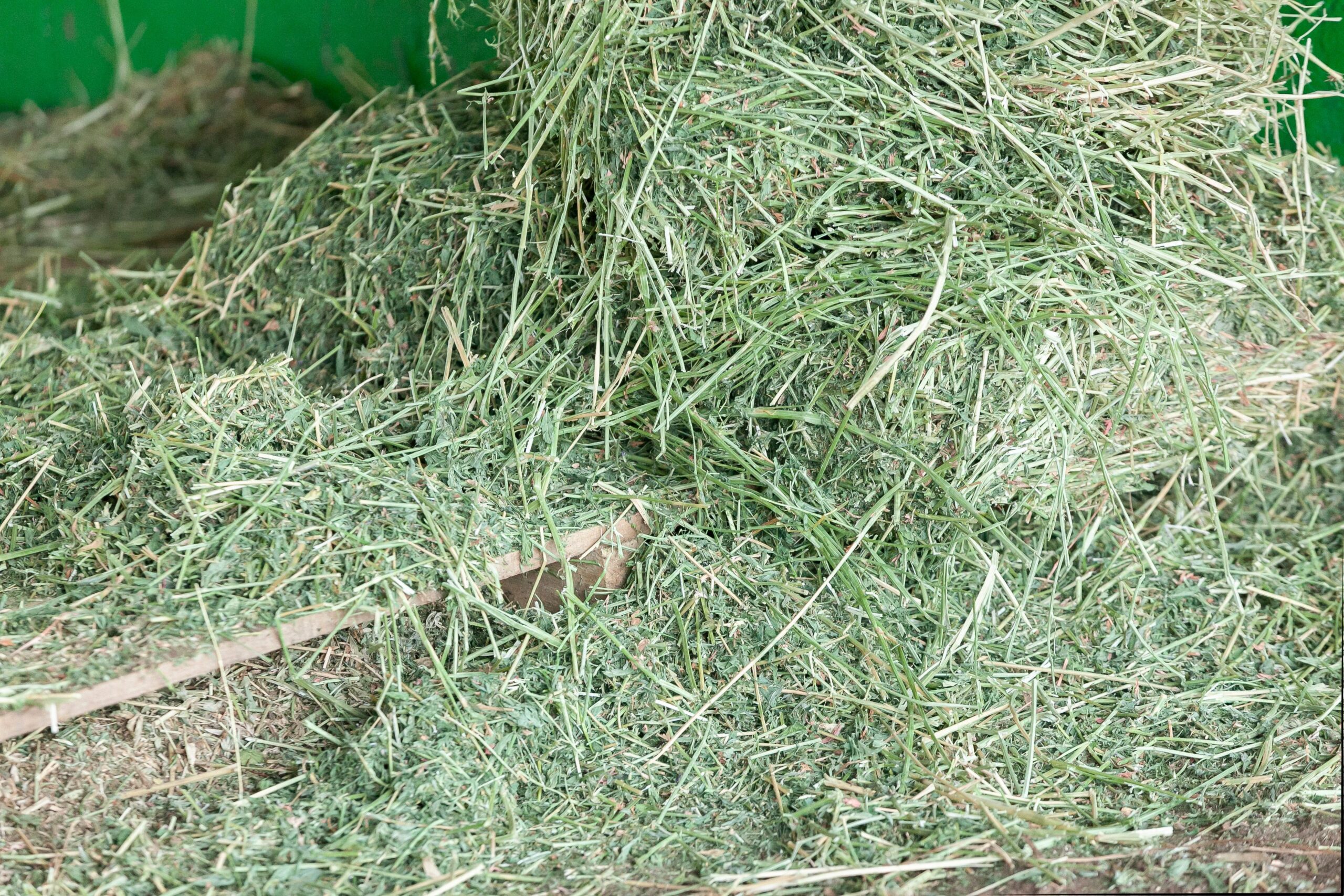 Open bale of alfalfa hay