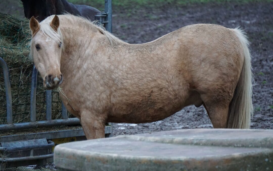 Ep. 69: Managing Overweight Horses Through Diet, Forage, and Exercise