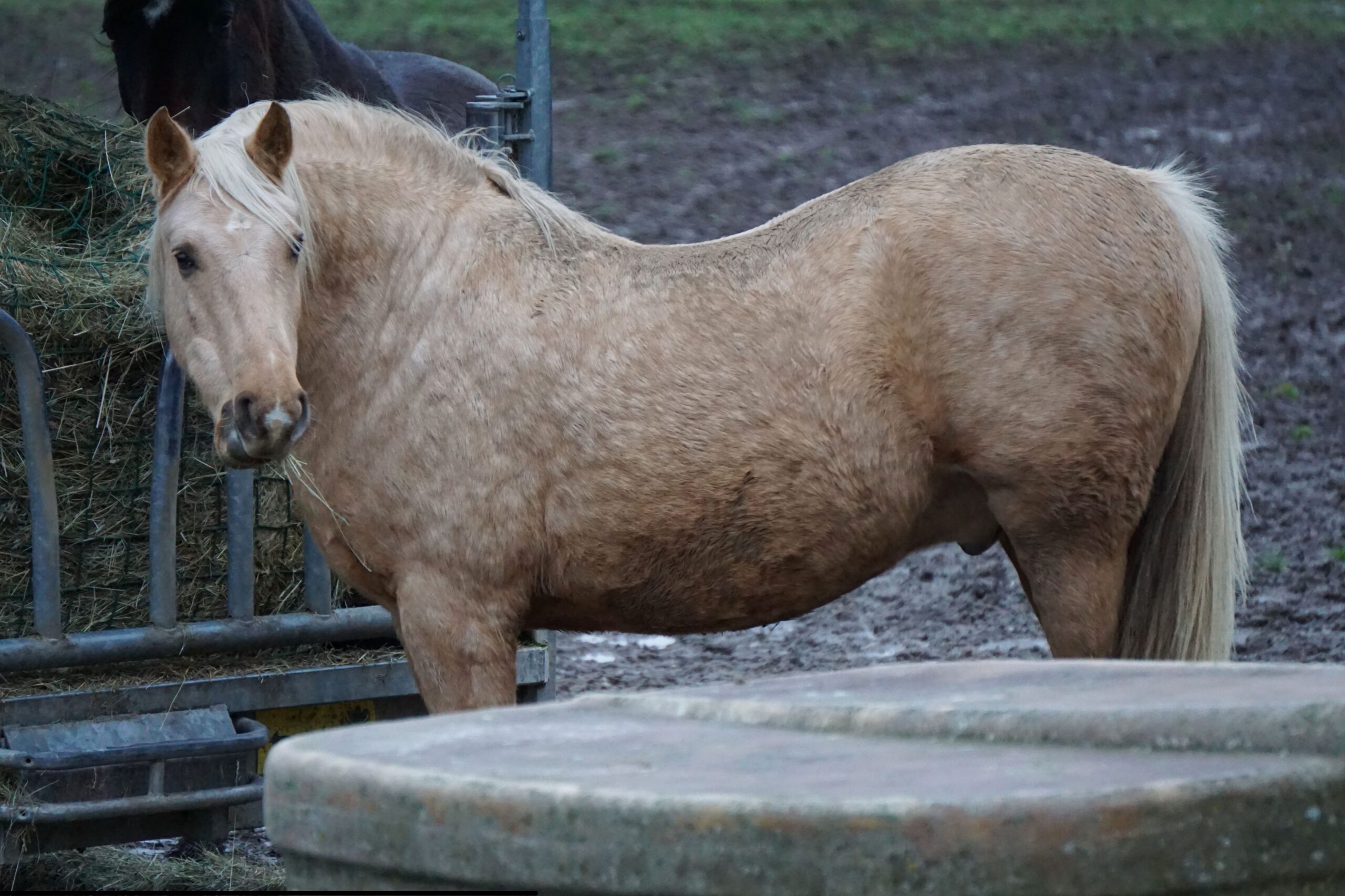 overweight palomino horse
