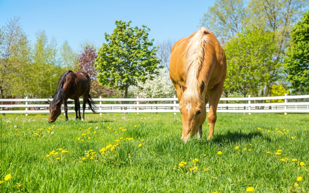 Ep. 72: Vitamin E for Horses: Identifying Deficiency and Effective Supplementation