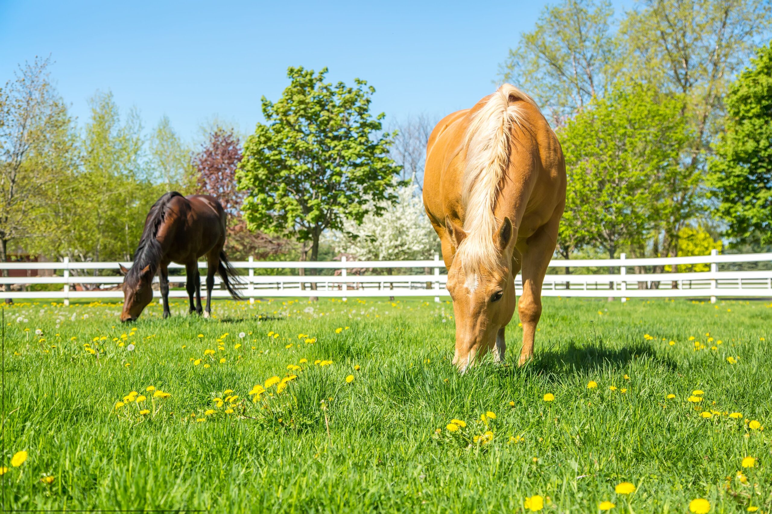 2 horses grazing on spring grass